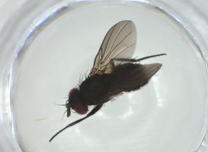  (Chaetostigmoptera malaise9560 - CBG-A33255-E06)  @11 [ ] CreativeCommons - Attribution Share - Alike (2024) Centre for Biodiversity Genomics Centre for Biodiversity Genomics