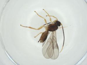  (opiMalaise01 Malaise3473 - CBG-A33276-D07)  @11 [ ] CreativeCommons - Attribution Share - Alike (2024) Centre for Biodiversity Genomics Centre for Biodiversity Genomics