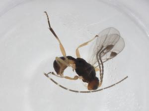  ( - CBG-A33277-B04)  @11 [ ] CreativeCommons - Attribution Share - Alike (2024) Centre for Biodiversity Genomics Centre for Biodiversity Genomics