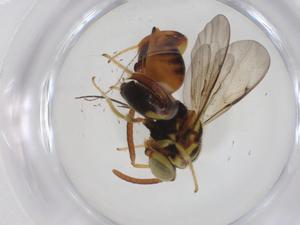  ( - CBG-A33282-F02)  @11 [ ] CreativeCommons - Attribution Share - Alike (2024) Centre for Biodiversity Genomics Centre for Biodiversity Genomics