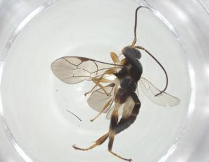  ( - CBG-A33332-G09)  @11 [ ] CreativeCommons - Attribution Share - Alike (2024) Centre for Biodiversity Genomics Centre for Biodiversity Genomics