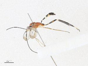  ( - CBG-A33501-F08)  @11 [ ] CreativeCommons - Attribution Share - Alike (2024) CBG Photography Group Centre for Biodiversity Genomics