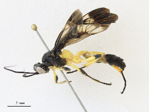  ( - CBG-A33504-A11)  @11 [ ] CreativeCommons - Attribution Share - Alike (2024) CBG Photography Group Centre for Biodiversity Genomics