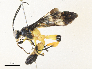  ( - CBG-A33505-G07)  @11 [ ] CreativeCommons - Attribution Share - Alike (2024) CBG Photography Group Centre for Biodiversity Genomics