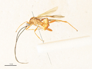  ( - CBG-A33505-H07)  @11 [ ] CreativeCommons - Attribution Share - Alike (2024) CBG Photography Group Centre for Biodiversity Genomics