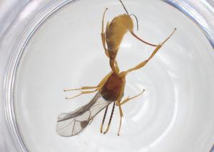  ( - CBG-A33860-H06)  @11 [ ] CreativeCommons - Attribution Share - Alike (2024) Centre for Biodiversity Genomics Centre for Biodiversity Genomics