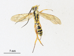  ( - CBG-A34286-E10)  @11 [ ] CreativeCommons - Attribution Share - Alike (2024) CBG Photography Group Centre for Biodiversity Genomics