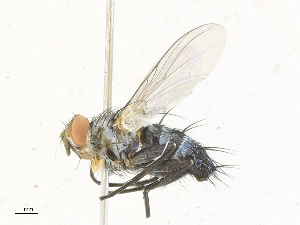  (Neomintho Janzen0104 - CBG-A34288-A01)  @11 [ ] CreativeCommons - Attribution Share - Alike (2024) CBG Photography Group Centre for Biodiversity Genomics