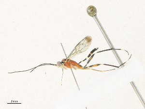  ( - CBG-A34288-G05)  @11 [ ] CreativeCommons - Attribution Share - Alike (2024) CBG Photography Group Centre for Biodiversity Genomics