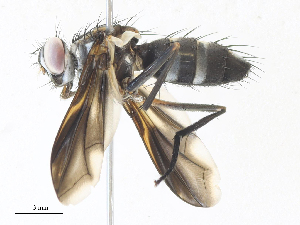  ( - CBG-A34290-D12)  @11 [ ] CreativeCommons - Attribution Share - Alike (2024) CBG Photography Group Centre for Biodiversity Genomics