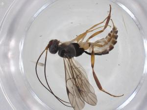  ( - CBG-A31320-B09)  @11 [ ] CreativeCommons - Attribution Share - Alike (2024) Centre for Biodiversity Genomics Centre for Biodiversity Genomics