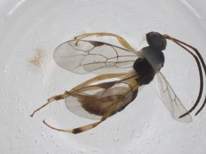  ( - CBG-A33153-D11)  @11 [ ] CreativeCommons - Attribution Share - Alike (2024) Centre for Biodiversity Genomics Centre for Biodiversity Genomics