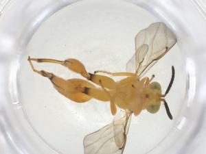  ( - CBG-A33419-B12)  @11 [ ] CreativeCommons - Attribution Share - Alike (2024) Centre for Biodiversity Genomics Centre for Biodiversity Genomics