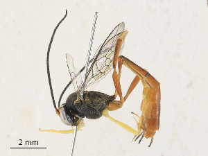  ( - CBG-A33487-H02)  @11 [ ] CreativeCommons - Attribution Share-Alike (2024) CBG Photography Group Centre for Biodiversity Genomics