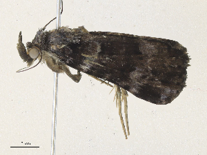  ( - CBG-A33488-G05)  @11 [ ] CreativeCommons - Attribution Share - Alike (2024) CBG Photography Group Centre for Biodiversity Genomics