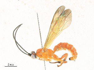  ( - CBG-A33490-A01)  @11 [ ] CreativeCommons - Attribution Share - Alike (2024) CBG Photography Group Centre for Biodiversity Genomics