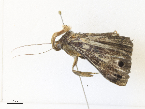  (ereMalaise01 Malaise8785 - CBG-A33490-B07)  @11 [ ] CreativeCommons - Attribution Share - Alike (2024) CBG Photography Group Centre for Biodiversity Genomics