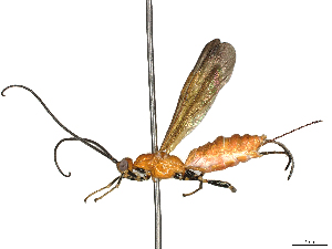  (Digonogastra Malaise7033 - CBG-A33490-D07)  @11 [ ] CreativeCommons - Attribution Share-Alike (2024) CBG Photography Group Centre for Biodiversity Genomics