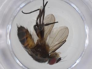  ( - CBG-A34110-F03)  @11 [ ] CreativeCommons - Attribution Share - Alike (2024) Centre for Biodiversity Genomics Centre for Biodiversity Genomics