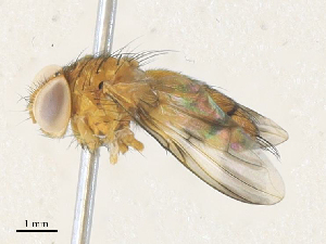  ( - CBG-A34305-G06)  @11 [ ] CreativeCommons - Attribution Share - Alike (2024) CBG Photography Group Centre for Biodiversity Genomics