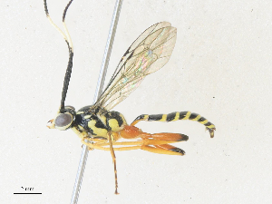  ( - CBG-A34306-E09)  @11 [ ] CreativeCommons - Attribution Share - Alike (2024) CBG Photography Group Centre for Biodiversity Genomics