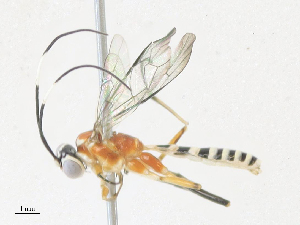 ( - CBG-A34307-A10)  @11 [ ] CreativeCommons - Attribution Share - Alike (2024) CBG Photography Group Centre for Biodiversity Genomics
