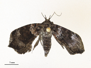  ( - CBG-A34309-H10)  @11 [ ] CreativeCommons - Attribution Share - Alike (2024) CBG Photography Group Centre for Biodiversity Genomics