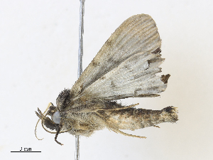  (Metalectra Malaise9109 - CBG-A34319-A10)  @11 [ ] CreativeCommons - Attribution Share - Alike (2024) CBG Photography Group Centre for Biodiversity Genomics