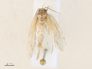  ( - CBG-A34319-H03)  @11 [ ] CreativeCommons - Attribution Share - Alike (2024) CBG Photography Group Centre for Biodiversity Genomics