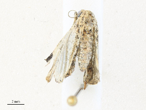  (Metalectra Malaise1096 - CBG-A34321-A05)  @11 [ ] CreativeCommons - Attribution Share - Alike (2024) CBG Photography Group Centre for Biodiversity Genomics