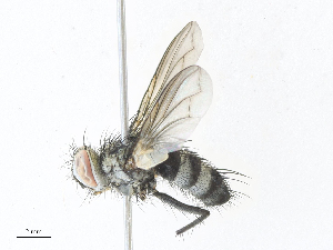  (Neomintho Malaise4201 - CBG-A34322-C11)  @11 [ ] CreativeCommons - Attribution Share - Alike (2024) CBG Photography Group Centre for Biodiversity Genomics
