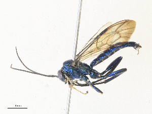  ( - CBG-A34323-G09)  @11 [ ] CreativeCommons - Attribution Share - Alike (2024) CBG Photography Group Centre for Biodiversity Genomics