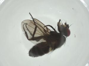  (Chaetostigmoptera malaise1786 - CBG-A34448-E11)  @11 [ ] CreativeCommons - Attribution Share - Alike (2024) Centre for Biodiversity Genomics Centre for Biodiversity Genomics