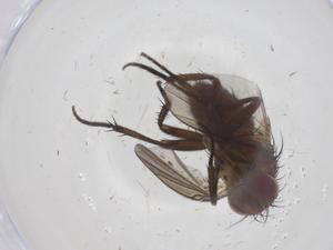  ( - CBG-A66749-E03)  @11 [ ] CreativeCommons - Attribution Share - Alike (2025) Centre for Biodiversity Genomics Centre for Biodiversity Genomics