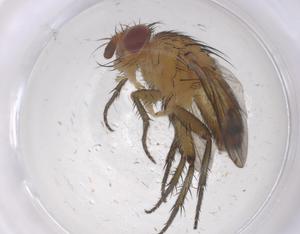  ( - CBG-A66750-A12)  @11 [ ] CreativeCommons - Attribution Share - Alike (2025) Centre for Biodiversity Genomics Centre for Biodiversity Genomics