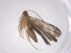  ( - CBG-A66750-D12)  @11 [ ] CreativeCommons - Attribution Share - Alike (2025) Centre for Biodiversity Genomics Centre for Biodiversity Genomics