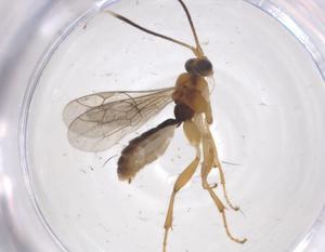  ( - CBG-A66750-H03)  @11 [ ] CreativeCommons - Attribution Share - Alike (2025) Centre for Biodiversity Genomics Centre for Biodiversity Genomics