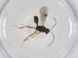  ( - CBG-A66751-B11)  @11 [ ] CreativeCommons - Attribution Share - Alike (2025) Centre for Biodiversity Genomics Centre for Biodiversity Genomics