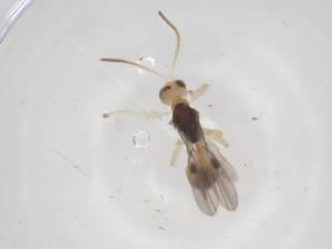  ( - CBG-A66759-C08)  @11 [ ] CreativeCommons - Attribution Share - Alike (2025) Centre for Biodiversity Genomics Centre for Biodiversity Genomics