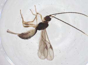  ( - CBG-A66760-F04)  @11 [ ] CreativeCommons - Attribution Share - Alike (2025) Centre for Biodiversity Genomics Centre for Biodiversity Genomics