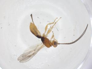  ( - CBG-A66760-G06)  @11 [ ] CreativeCommons - Attribution Share - Alike (2025) Centre for Biodiversity Genomics Centre for Biodiversity Genomics