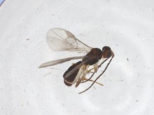  ( - CBG-A66763-G06)  @11 [ ] CreativeCommons - Attribution Share - Alike (2025) Centre for Biodiversity Genomics Centre for Biodiversity Genomics