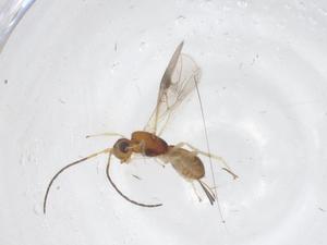  ( - CBG-A66765-G08)  @11 [ ] CreativeCommons - Attribution Share - Alike (2025) Centre for Biodiversity Genomics Centre for Biodiversity Genomics