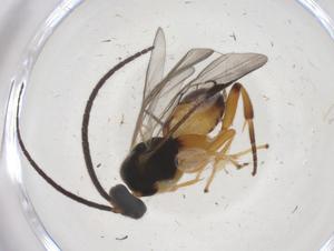  (Hypomicrogaster Malaise0227 - CBG-A66885-G04)  @11 [ ] CreativeCommons - Attribution Share - Alike (2025) Centre for Biodiversity Genomics Centre for Biodiversity Genomics