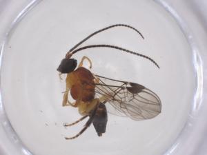  ( - CBG-A66887-C07)  @11 [ ] CreativeCommons - Attribution Share - Alike (2025) Centre for Biodiversity Genomics Centre for Biodiversity Genomics