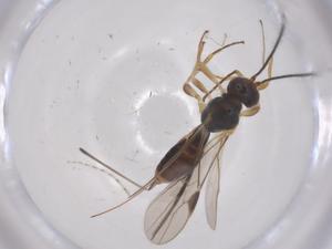  ( - CBG-A66892-C10)  @11 [ ] CreativeCommons - Attribution Share - Alike (2025) Centre for Biodiversity Genomics Centre for Biodiversity Genomics