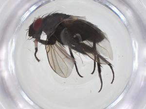  ( - CBG-A66894-F02)  @11 [ ] CreativeCommons - Attribution Share - Alike (2025) Centre for Biodiversity Genomics Centre for Biodiversity Genomics