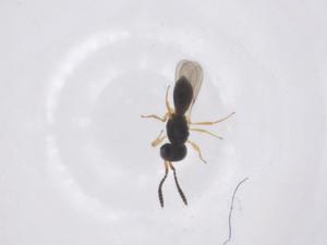  ( - CBG-A66918-B10)  @11 [ ] CreativeCommons - Attribution Share - Alike (2025) Centre for Biodiversity Genomics Centre for Biodiversity Genomics