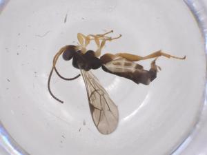  ( - CBG-A66938-F06)  @11 [ ] CreativeCommons - Attribution Share - Alike (2025) Centre for Biodiversity Genomics Centre for Biodiversity Genomics