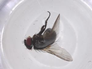  ( - CBG-A66945-F03)  @11 [ ] CreativeCommons - Attribution Share - Alike (2025) Centre for Biodiversity Genomics Centre for Biodiversity Genomics